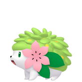 Shaymin in Legends of Arceus